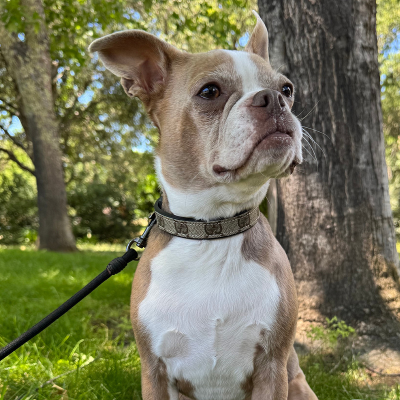 Posh Pet Collar - Upcycled Interlock