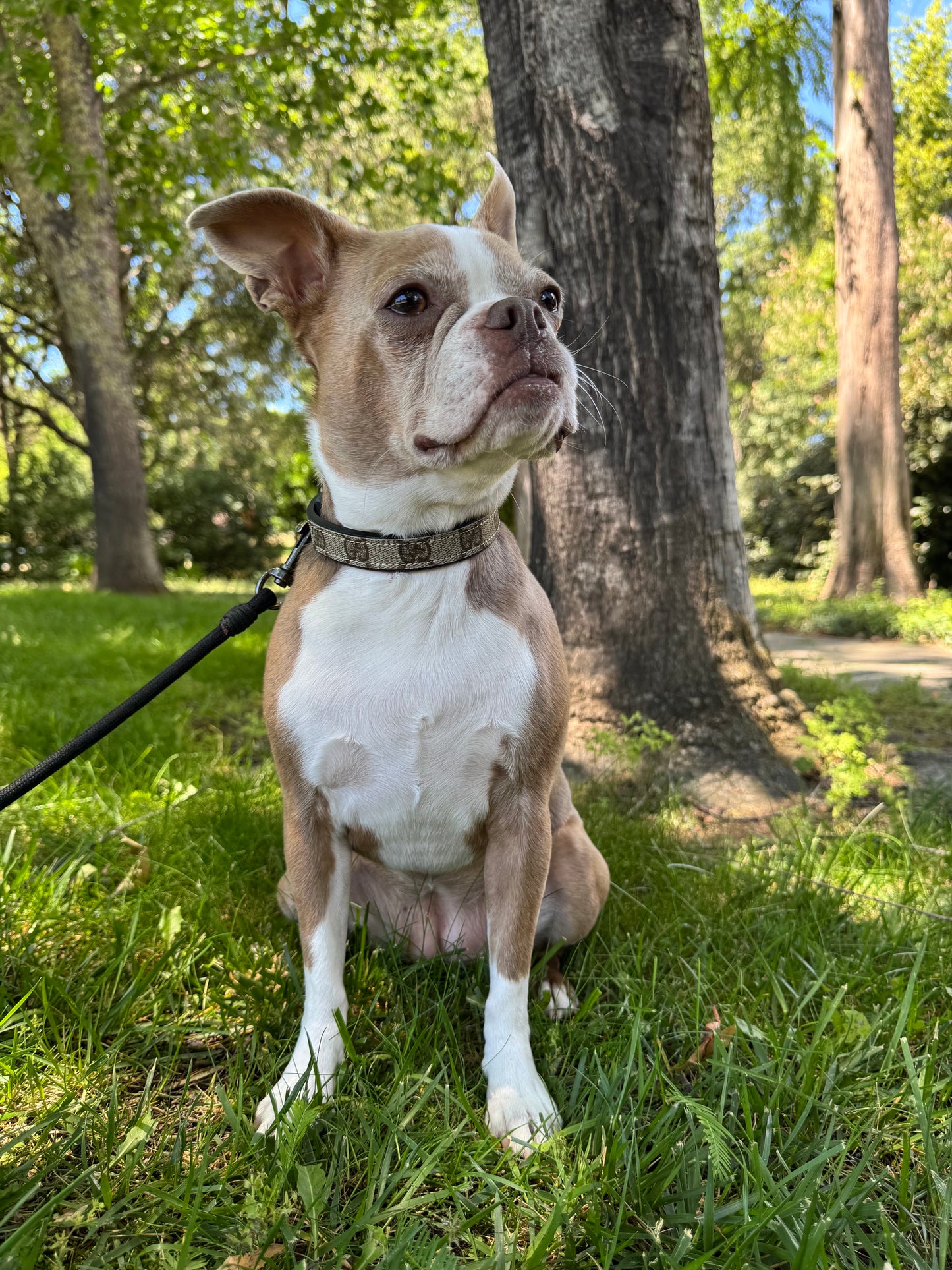 Posh Pet Collar | Upcycled Gucci & Leather