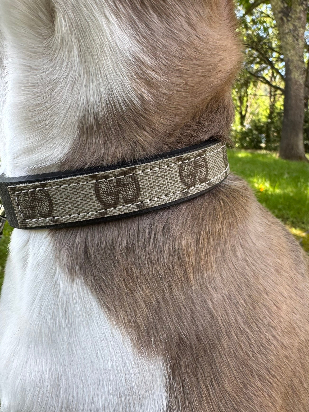Posh Pet Collar | Upcycled Gucci & Leather