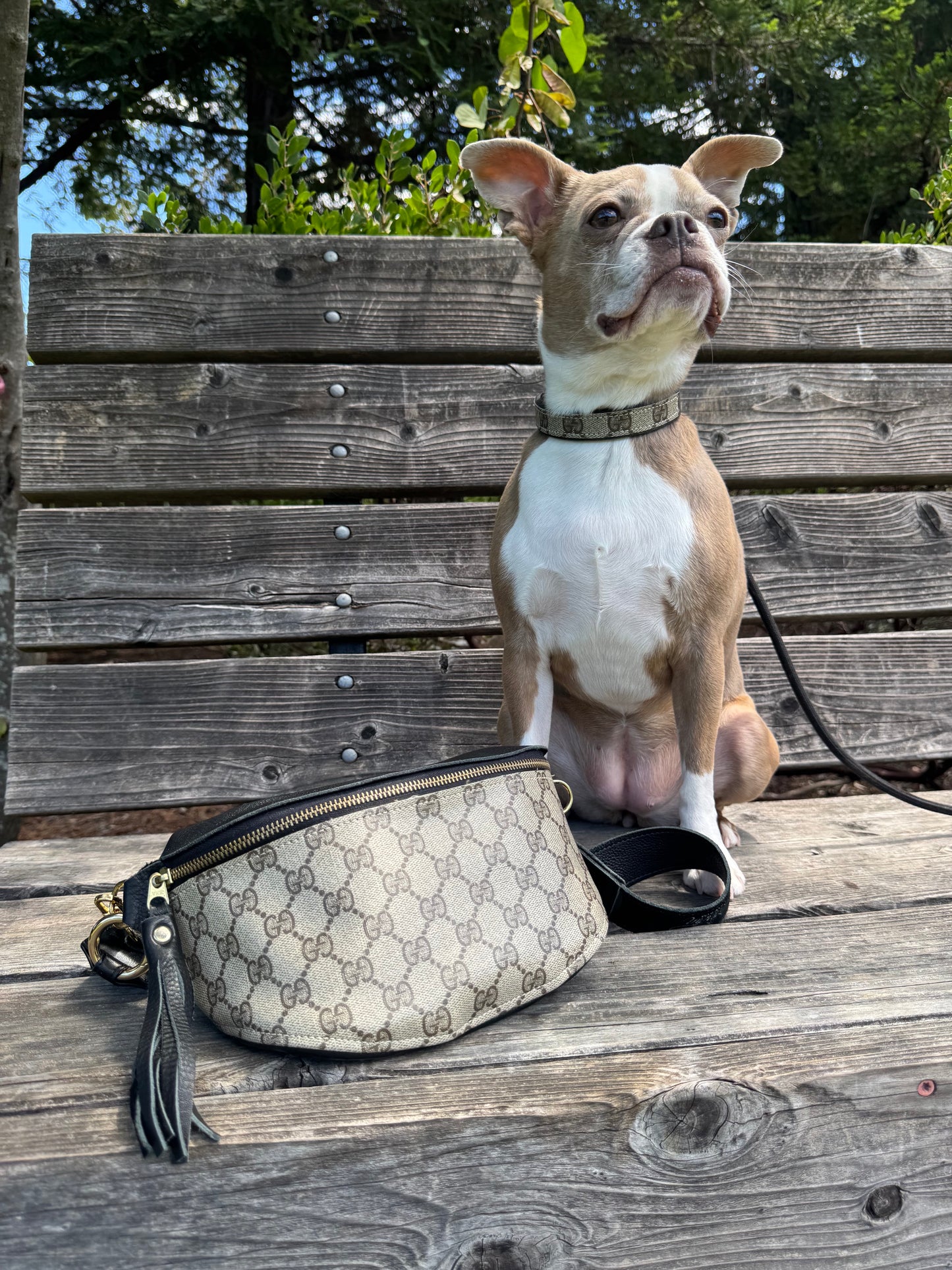 Posh Pet Collar | Upcycled Gucci & Leather