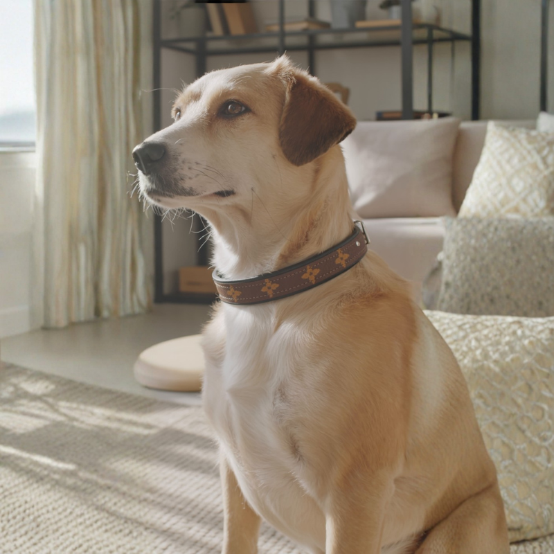 Posh Pet Collar | Upcycled LV & Leather